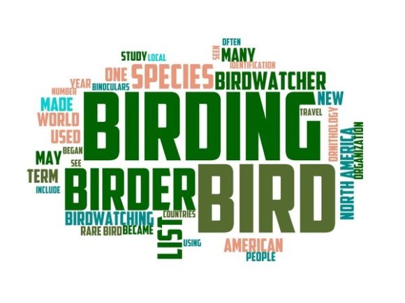 Birding Typography Tshirt: A Creative Fusion of Art and Fashion